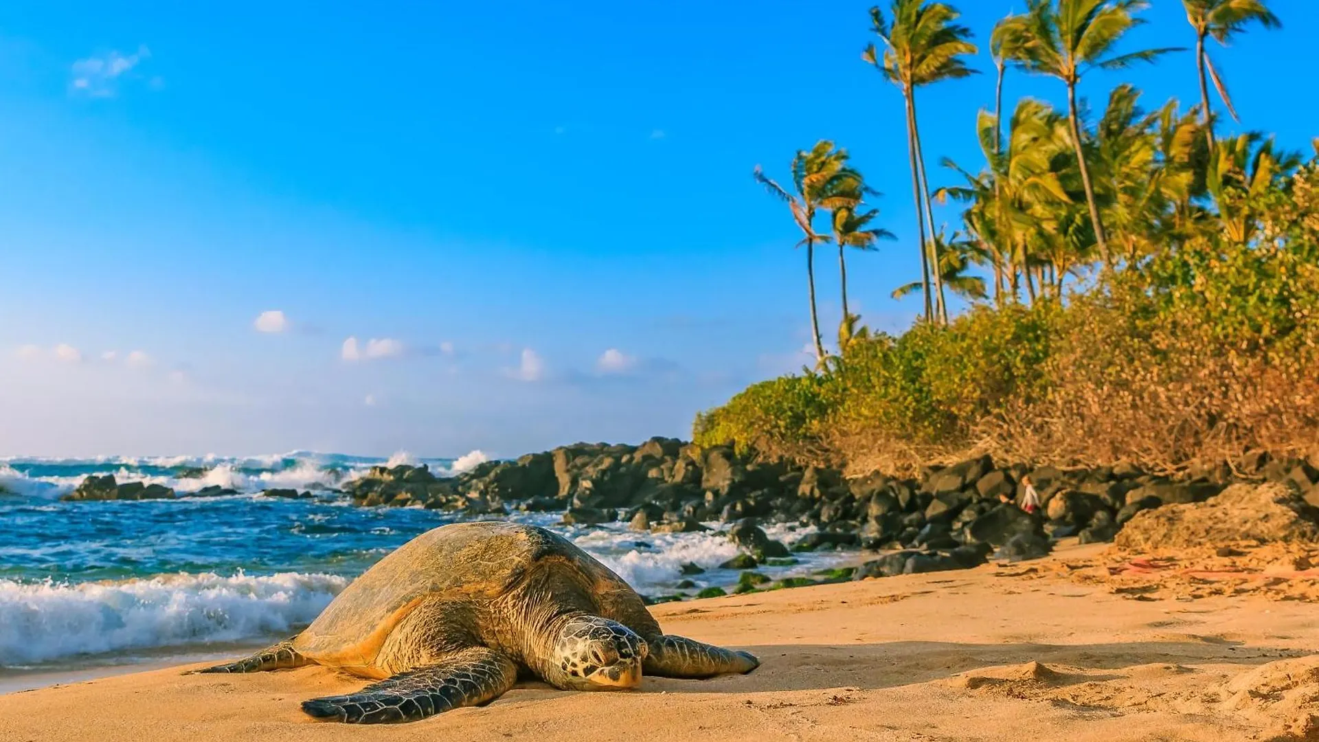 Holiday home Alluring Luana Waikiki Honolulu